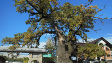 Stejarul-Multisecular-din-Cajvana-scaled