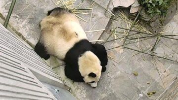 china-Sichuan-Province-giant-panda