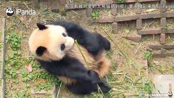 china-Sichuan-panda-cam