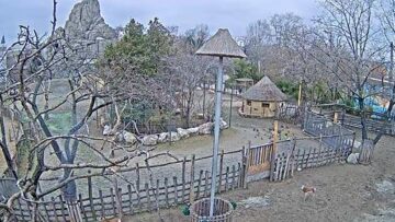 hungary-budapest-Savanna-Budapest-Zoo