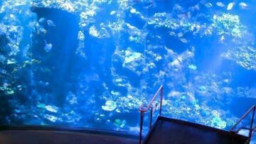 usa-california-coral-reef-aquarium