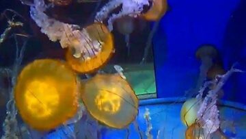 usa-california-jellyfish-tank