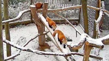 usa-new-york-trevor-zoo-red-panda